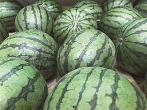 地瓜视频吃瓜,带你领略吃瓜乐趣,轻松解锁娱乐新姿势 第3张 地瓜视频吃瓜,带你领略吃瓜乐趣,轻松解锁娱乐新姿势 第3张