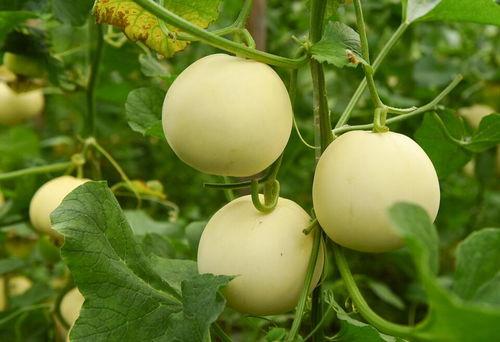 福瓜可以吃吗,美味与健康的双重享受,可食用吗? 第2张 福瓜可以吃吗,美味与健康的双重享受,可食用吗? 第2张