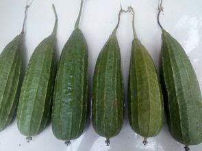 谢瓜苦可以吃吗,揭秘其可食用之谜