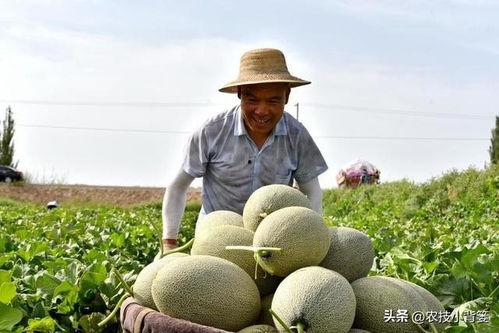 谢瓜苦可以吃吗,揭秘其可食用之谜 第2张 谢瓜苦可以吃吗,揭秘其可食用之谜 第2张