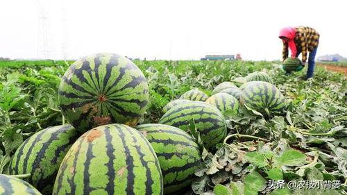 谢瓜苦可以吃吗,揭秘其可食用之谜 第3张 谢瓜苦可以吃吗,揭秘其可食用之谜 第3张