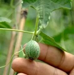 吃瓜指什么,网络热词背后的文化现象  第3张