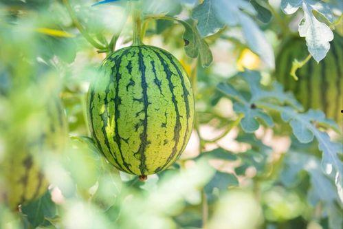 晶核最新吃瓜,揭秘娱乐圈幕后真相  第3张