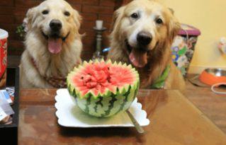 狗狗可以吃京瓜,京瓜美食新选择