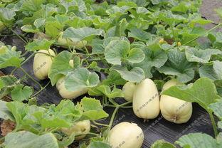 吃银瓜好吗,吃银瓜真的好吗？  第2张