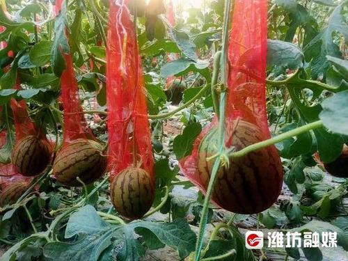 临朐吃瓜张老师,揭秘乡村教育新风尚 第2张 临朐吃瓜张老师,揭秘乡村教育新风尚 第2张