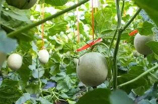 吃网纹瓜反胃,却引发反胃不适，揭秘背后的原因