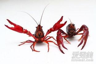 吃小龙虾可以吃瓜吗  第3张