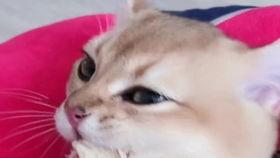 忍住别吃瓜,揭秘“别吃瓜”背后的故事与启示