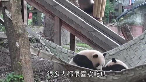 忍住别吃瓜,揭秘“别吃瓜”背后的故事与启示  第3张