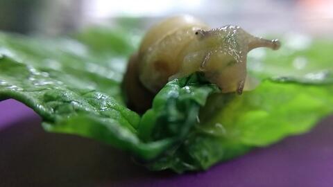 蜗牛吃瓜的音乐,探寻音乐中的清新与治愈