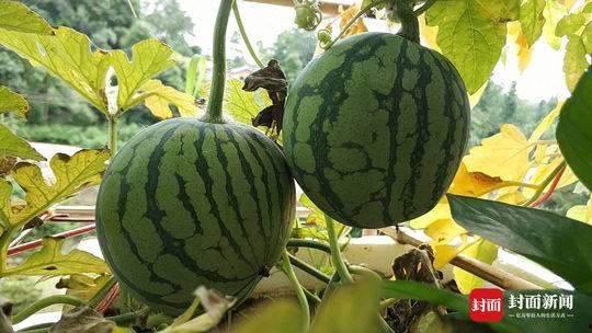 吃瓜男生被绿,吃瓜男生意外揭开情感背叛真相