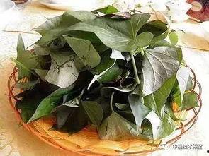 瓜叶头怎么吃,家常烹饪新选择