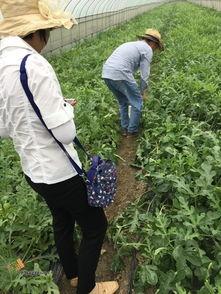 新平湖吃瓜群众视频,揭秘网络热传视频背后的故事