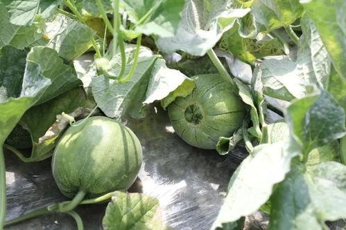 在哪吃最新瓜,最新瓜料，在哪吃一网打尽