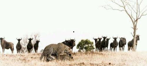 犀牛吃瓜图,展现自然生态和谐画卷