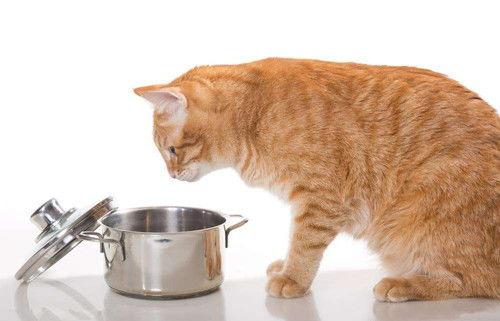 女猫吃瓜,揭秘猫咪的“八卦”世界