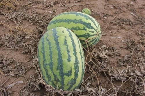 小远吃瓜,揭秘娱乐圈那些不为人知的幕后故事