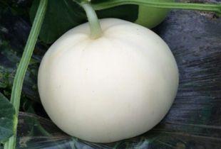 梦别人吃梨瓜,揭秘梦中人品尝梨瓜的神秘寓意