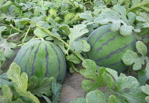 小邦在吃瓜,揭秘娱乐圈那些不为人知的幕后故事