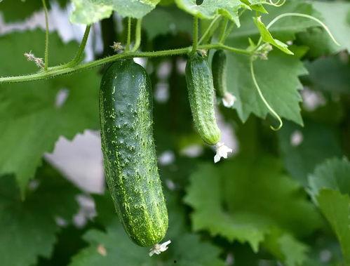 梦见大家都在吃瓜,全民瓜香，揭秘梦境中的“吃瓜”狂欢