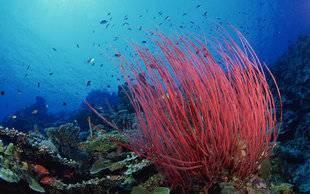 潜水圈吃瓜,揭秘水下世界的趣味八卦