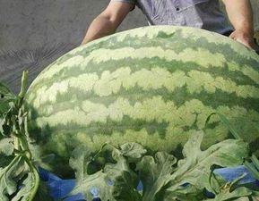 凤湖吃瓜比赛,一场舌尖上的狂欢盛宴