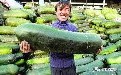 不会中文不会吃瓜,体验无瓜生活