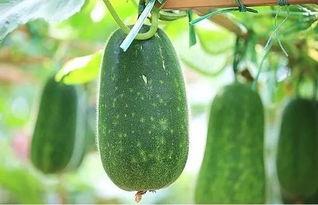 逍遥吃大瓜,揭秘娱乐圈幕后故事