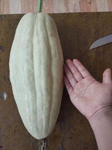 吃瓜网站有毒吗,有毒还是无害，真相在此揭晓