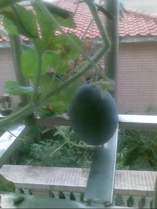 阳台吃瓜事件报警,警方介入调解