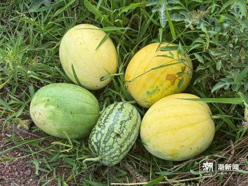 神秘的宇宙 吃瓜