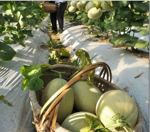 吃螺丝能吃苏瓜吗,探寻异食奇缘的奇妙组合