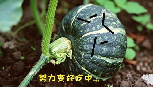 胖胖吃瓜,揭秘娱乐圈那些不为人知的幕后故事