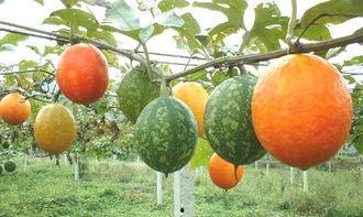 葫芦吊瓜怎么吃