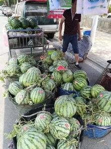 招远吃瓜事件视频最新,真相揭秘，网络暴力与法律边界