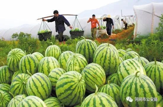 大妈近距离吃瓜