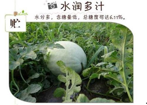 西瓜白瓜怎么吃